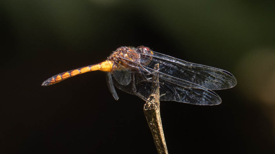 Elasmothemis cannacrioides (Ruddy Streamskimmer) male-2.jpg